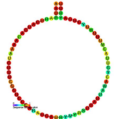 Difference Between snRNA and snoRNA Definition, Features, Function