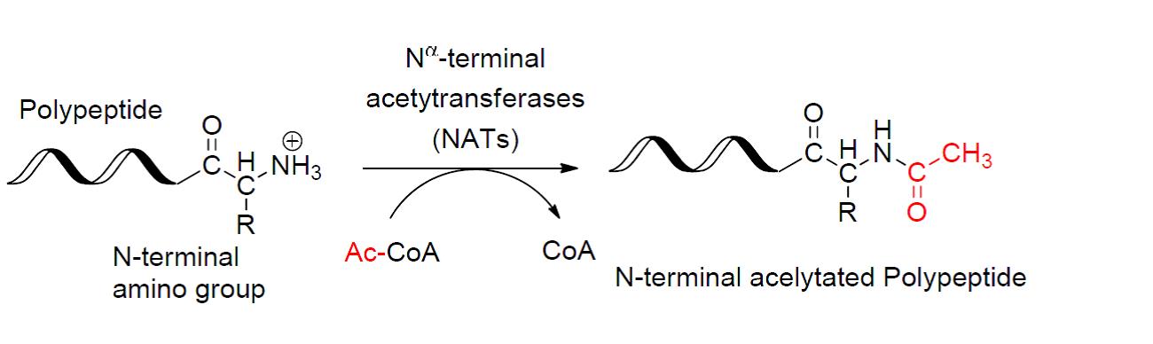 Difference Between Acetylation And Methylation Definition Reaction 