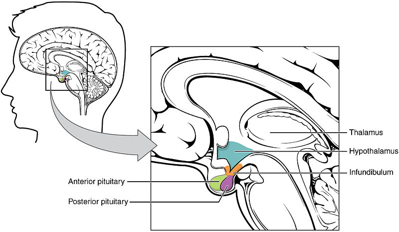 Difference Between Adrenal Gland and Pituitary Gland
