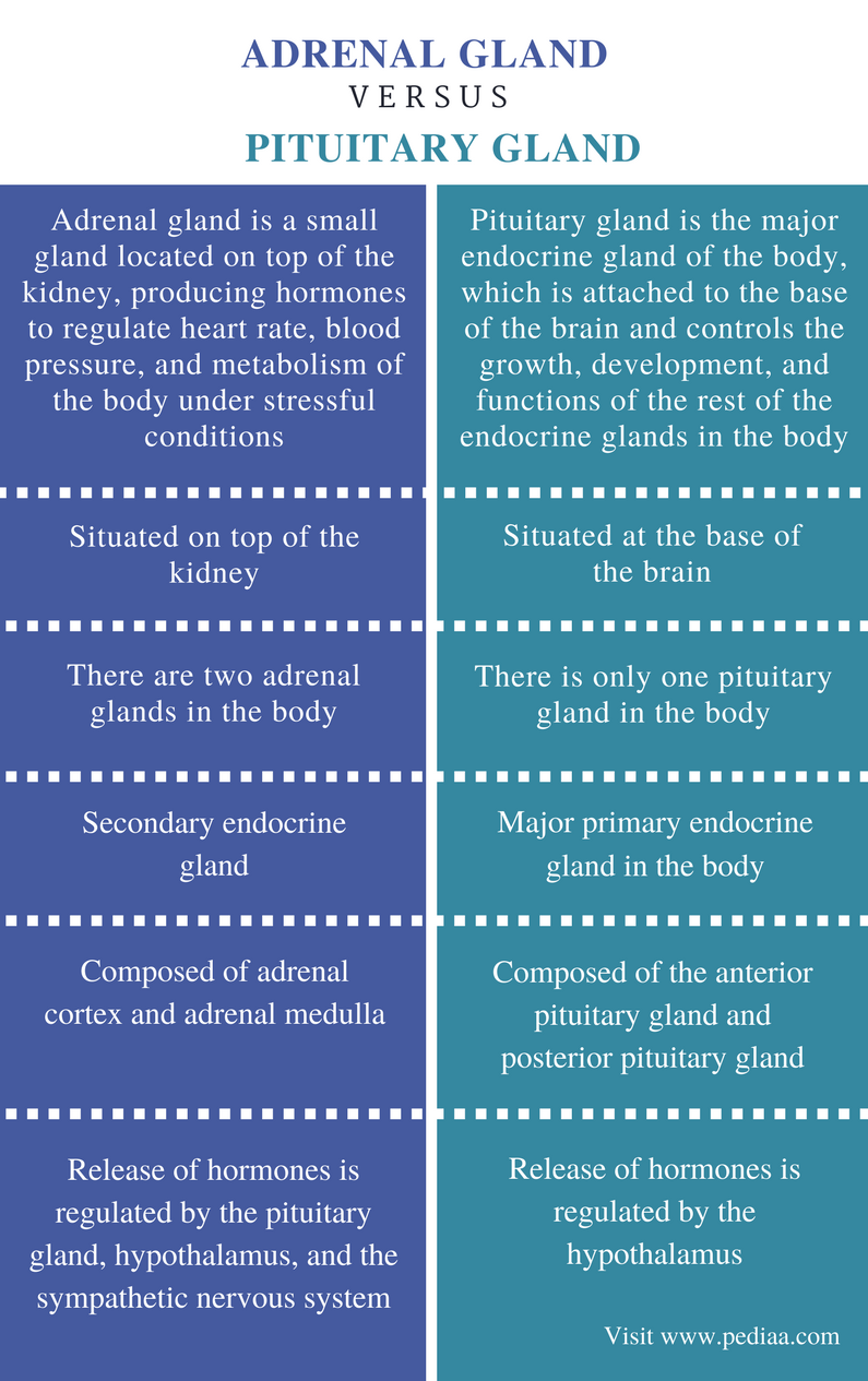 Difference Between Adrenal Gland and Pituitary Gland | Definition