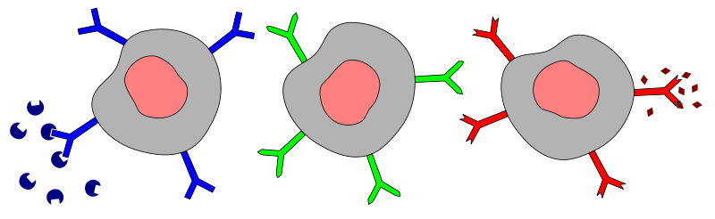 Main Difference - Antigen vs Antibody