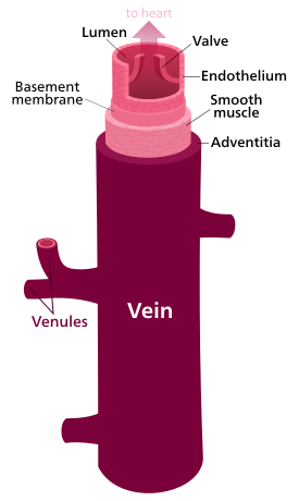 Difference Between Capillaries and Veins_Figure 5