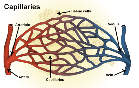 Difference Between Capillaries and Veins_Figure 4