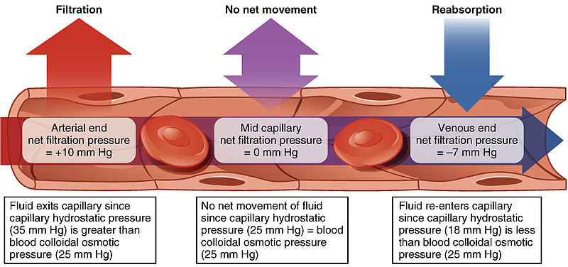 Main Difference - Capillaries vs Veins