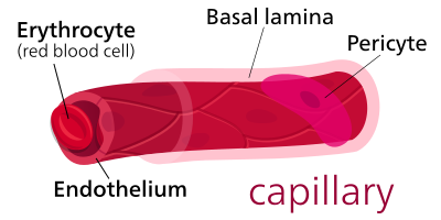 Difference Between Capillaries and Veins