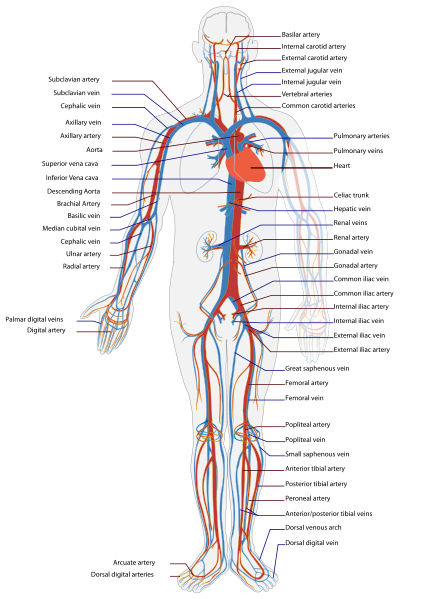 Difference Between Cardiovascular and Circulatory System