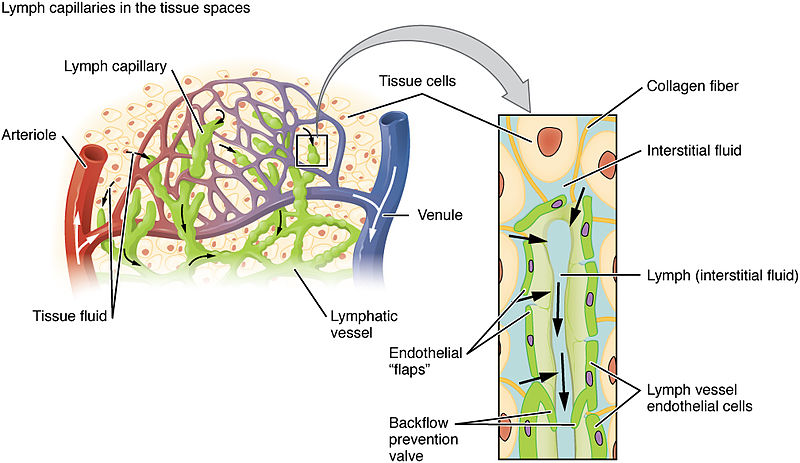 difference-between-cardiovascular-and-circulatory-system-definition