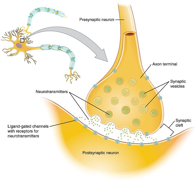 Main Difference - Chemical vs Electrical Synapse