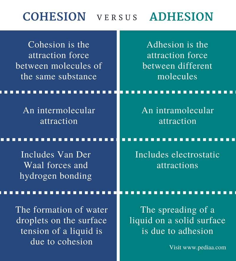 Difference Between Cohesion And Adhesion Definition Relationship Examples