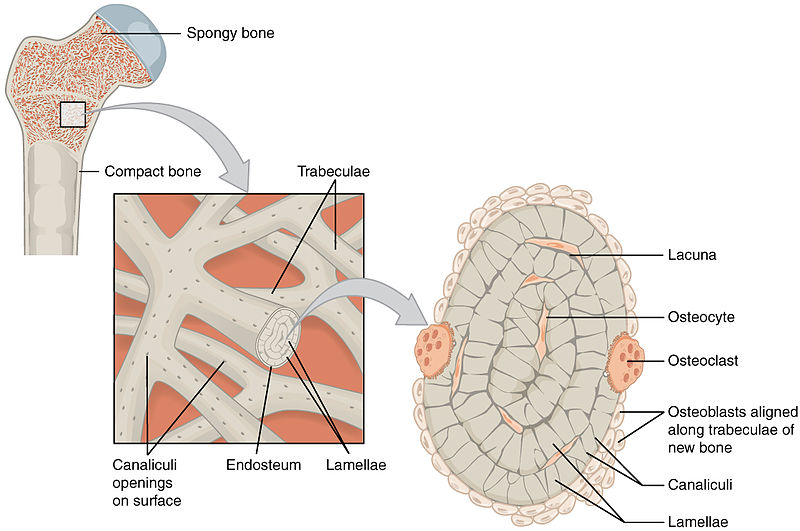 Difference Between Compact and Spongy Bone | Definition, Features, Function