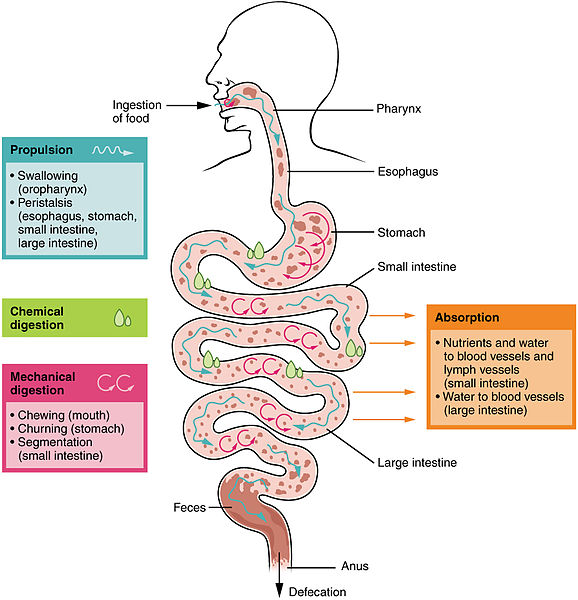 Difference Between Digestion and Absorption | Definition