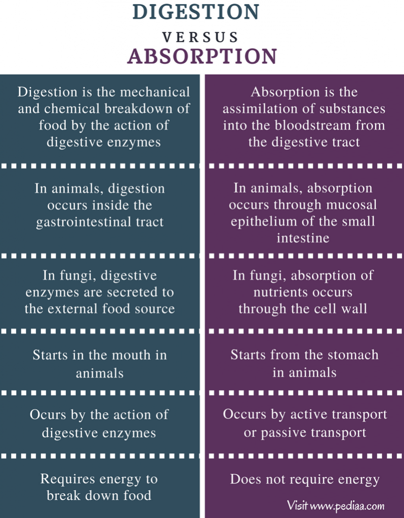 difference-between-digestion-and-absorption-definition