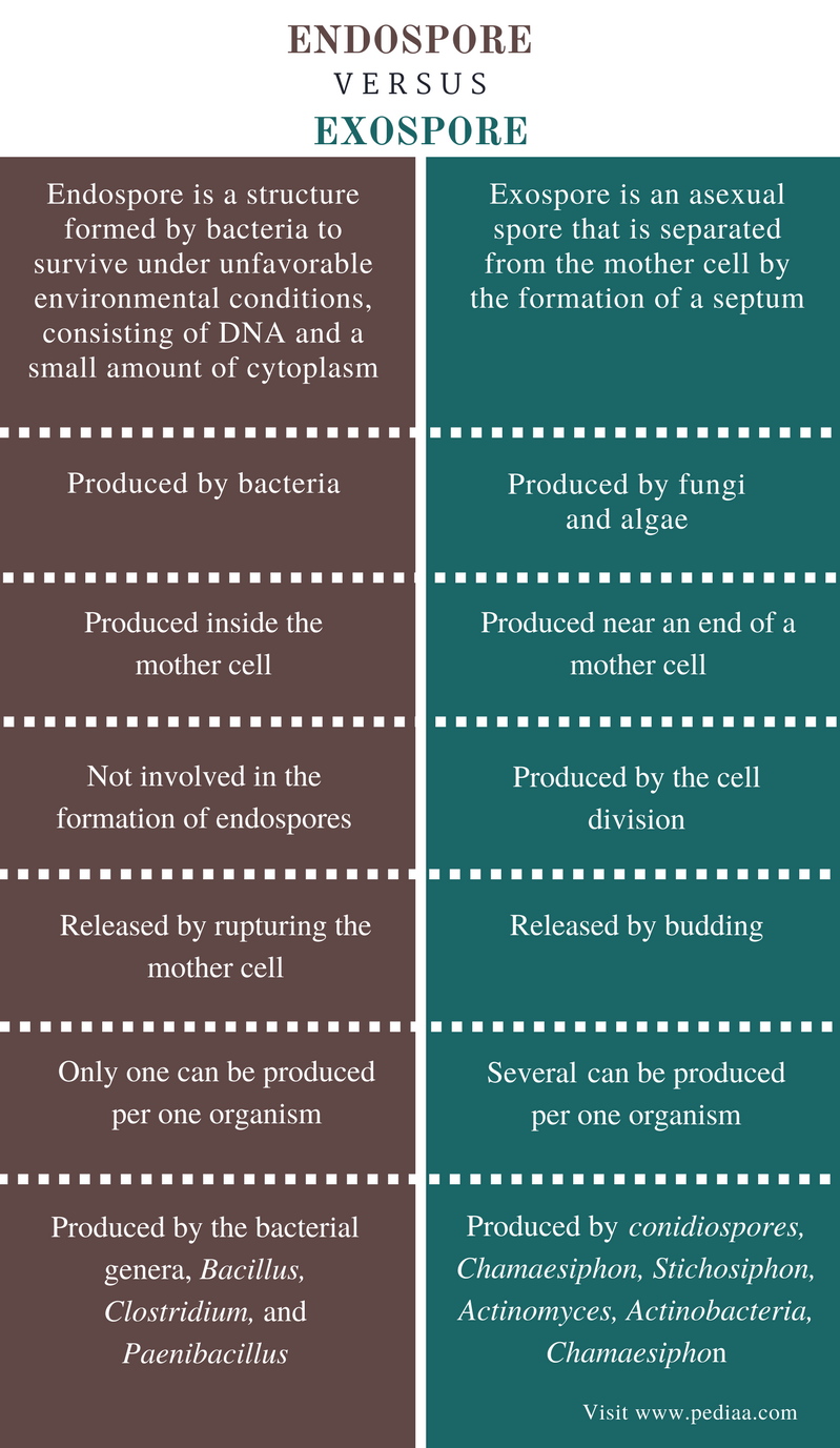 Difference Between Endospore And Exospore Pediaa