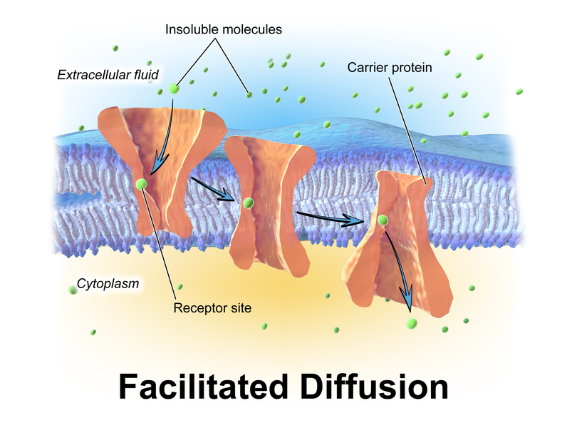 What Is Facilitated Diffusion Example