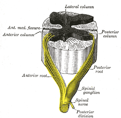 Difference Between Ganglia and Clusters