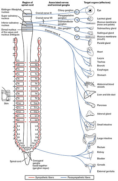 Difference Between Ganglia and Clusters