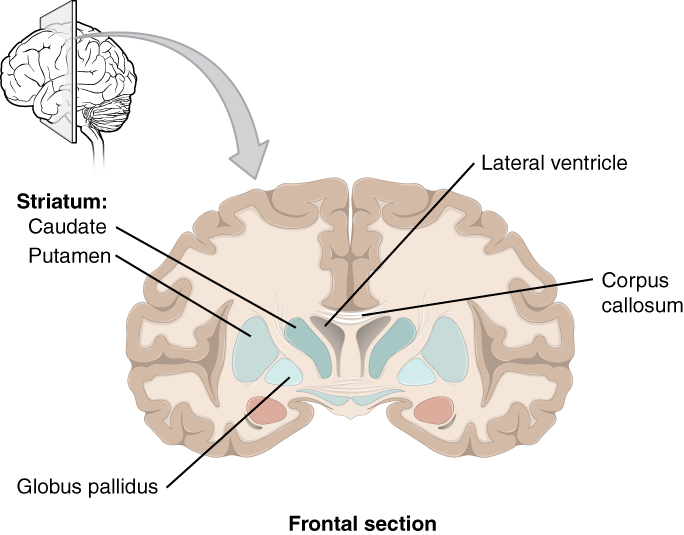 Main Difference - Ganglia vs Clusters