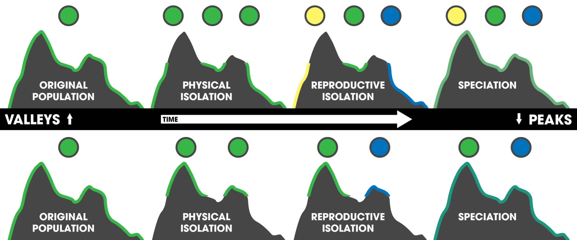 difference-between-geographical-and-reproductive-isolation-definition-function-role-examples