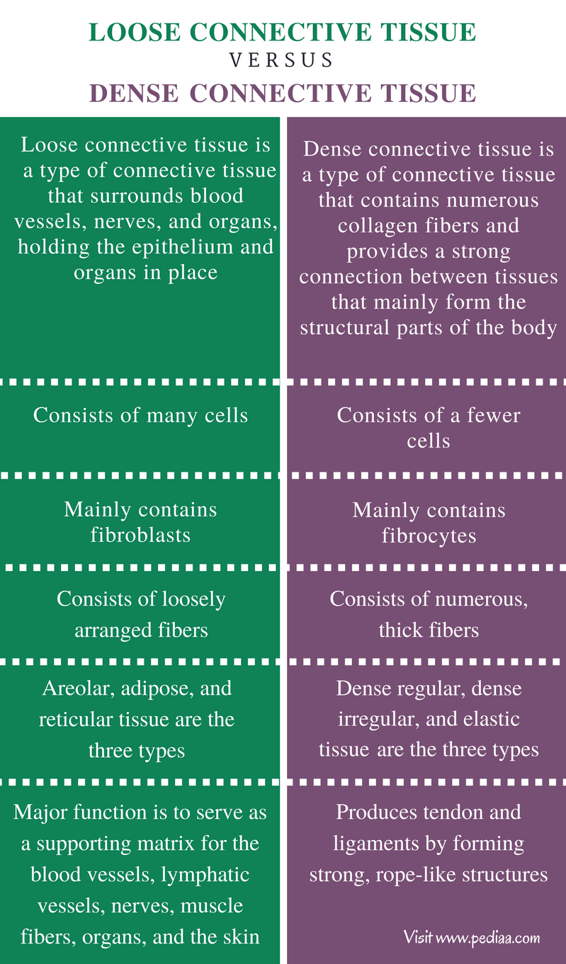 difference-between-loose-and-dense-connective-tissue-definition