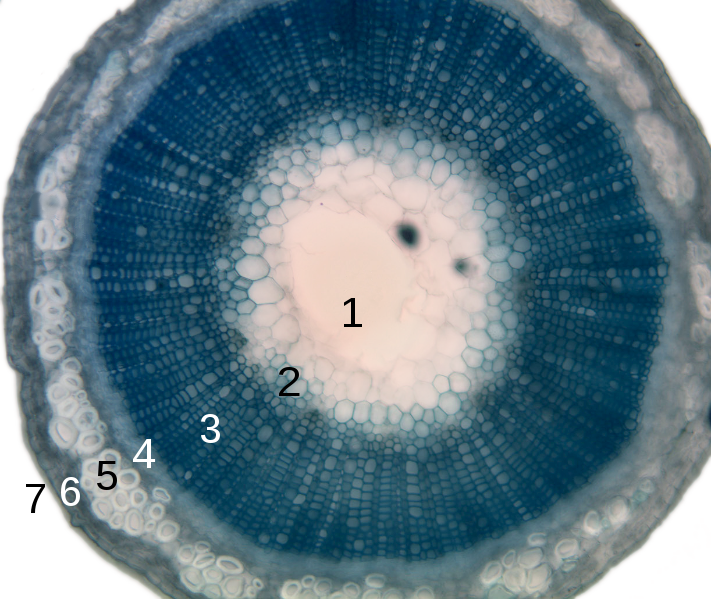 Difference Between Meristematic Tissue and Ground Tissue
