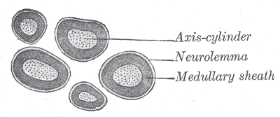 Main Difference - Neurilemma vs Myelin Sheath
