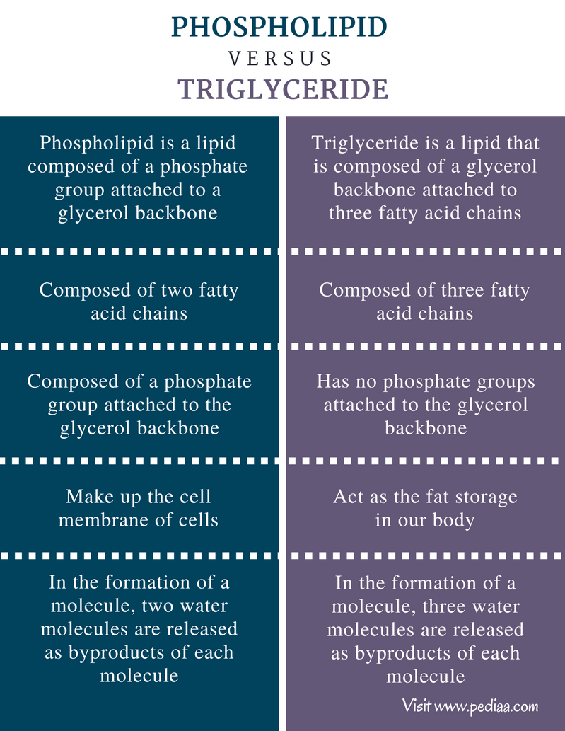 Difference Between Phospholipid And Triglyceride Definition