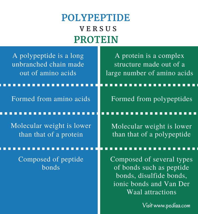 ppt-chapter-6-the-proteins-and-amino-acids-powerpoint-presentation