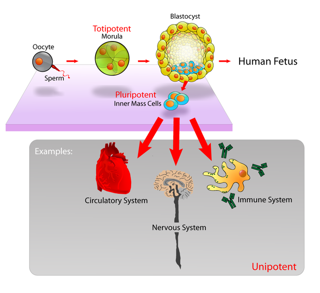 Main Difference - Progenitor Cells vs Stem Cells
