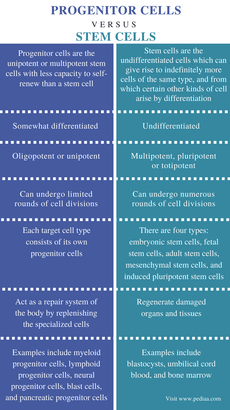 difference-between-progenitor-cells-and-stem-cells-definition