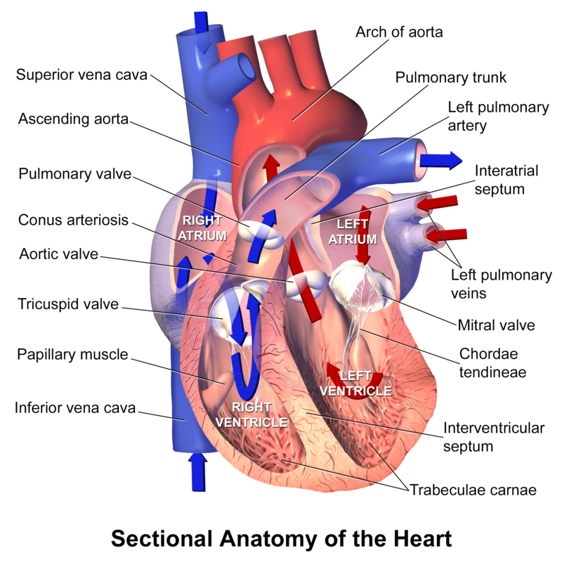 Where Is The Right Pulmonary Artery Located In The Heart