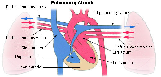 difference-between-pulmonary-and-systemic-circulation-definition