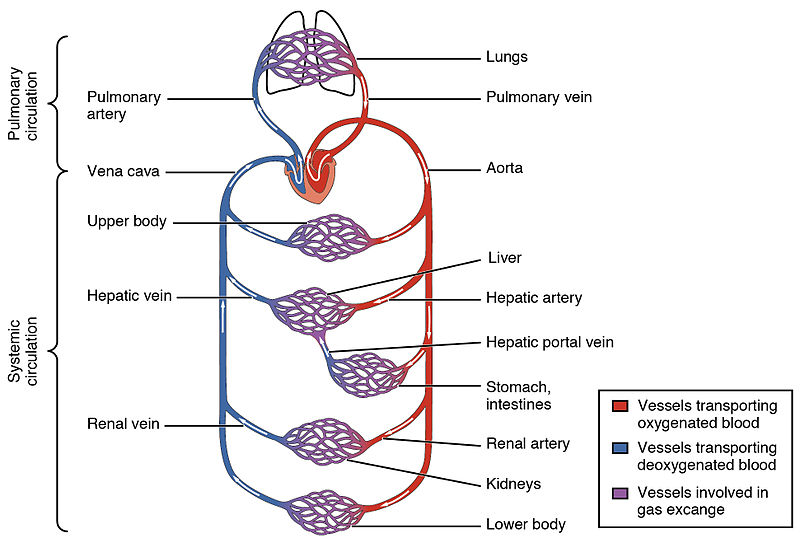 Difference Between Pulmonary and Systemic Circulation | Definition