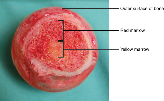 Differenza tra midollo osseo rosso e giallo
