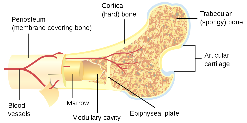 Differenza principale - Midollo osseo rosso vs giallo 