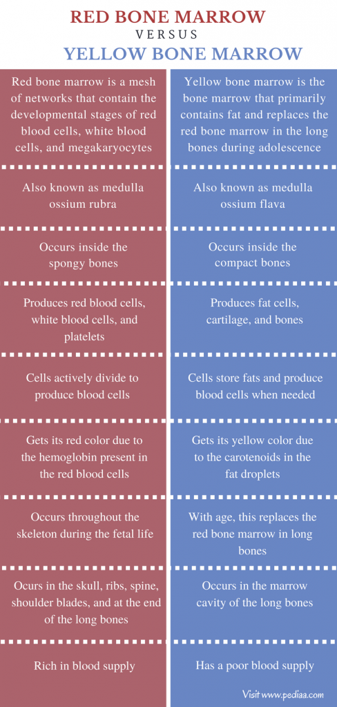 Red Bone vs. Yellow Bone – A Misguided Classification of Human Diversity