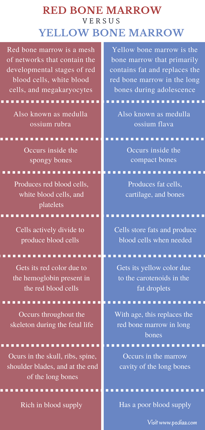 Difference Between Red And Yellow Bone Marrow Definition 