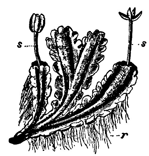 Main Difference - Rhizoids vs Rhizomes