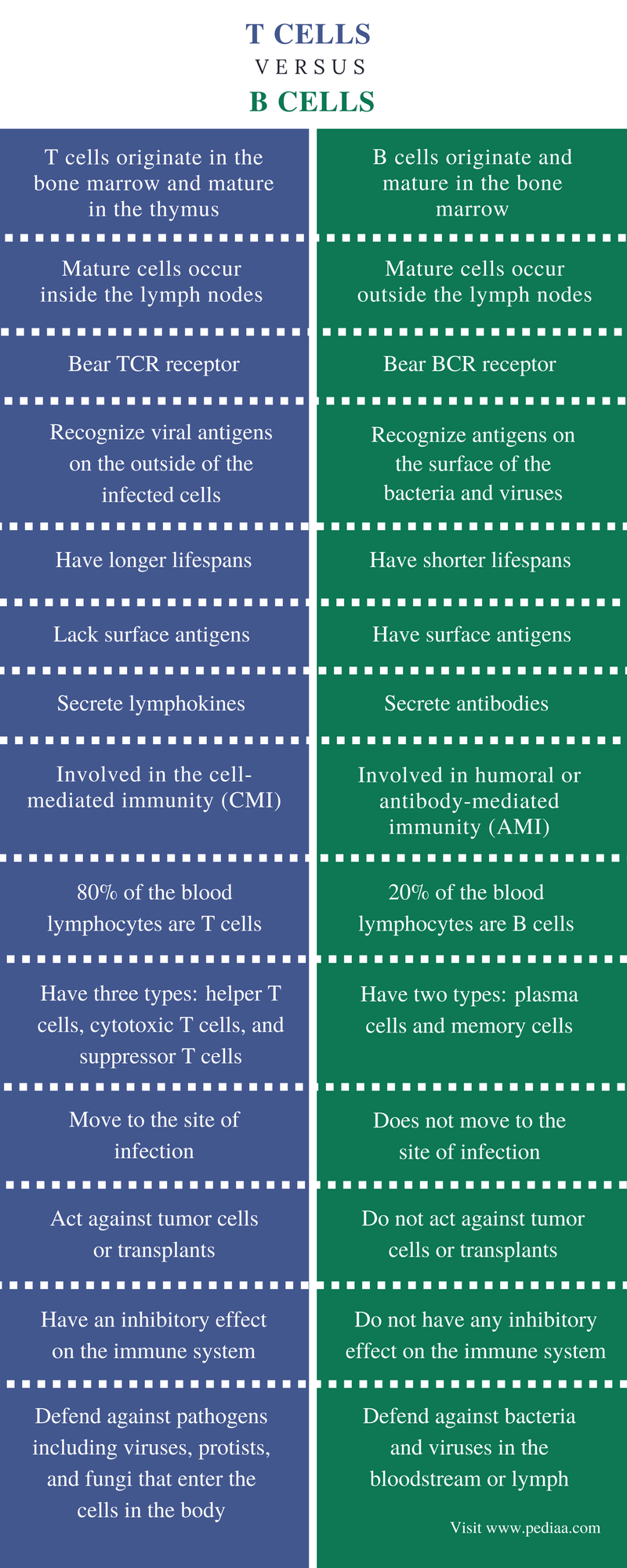 Difference Between T Cells and B Cells Definition