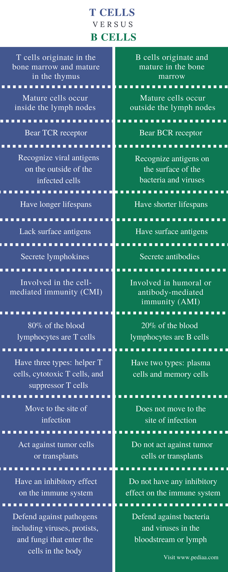 B cell vs t cell