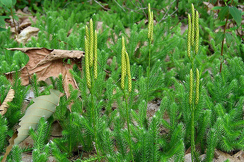 Difference Between Thallophyta Bryophyta and Pteridophyta - 3