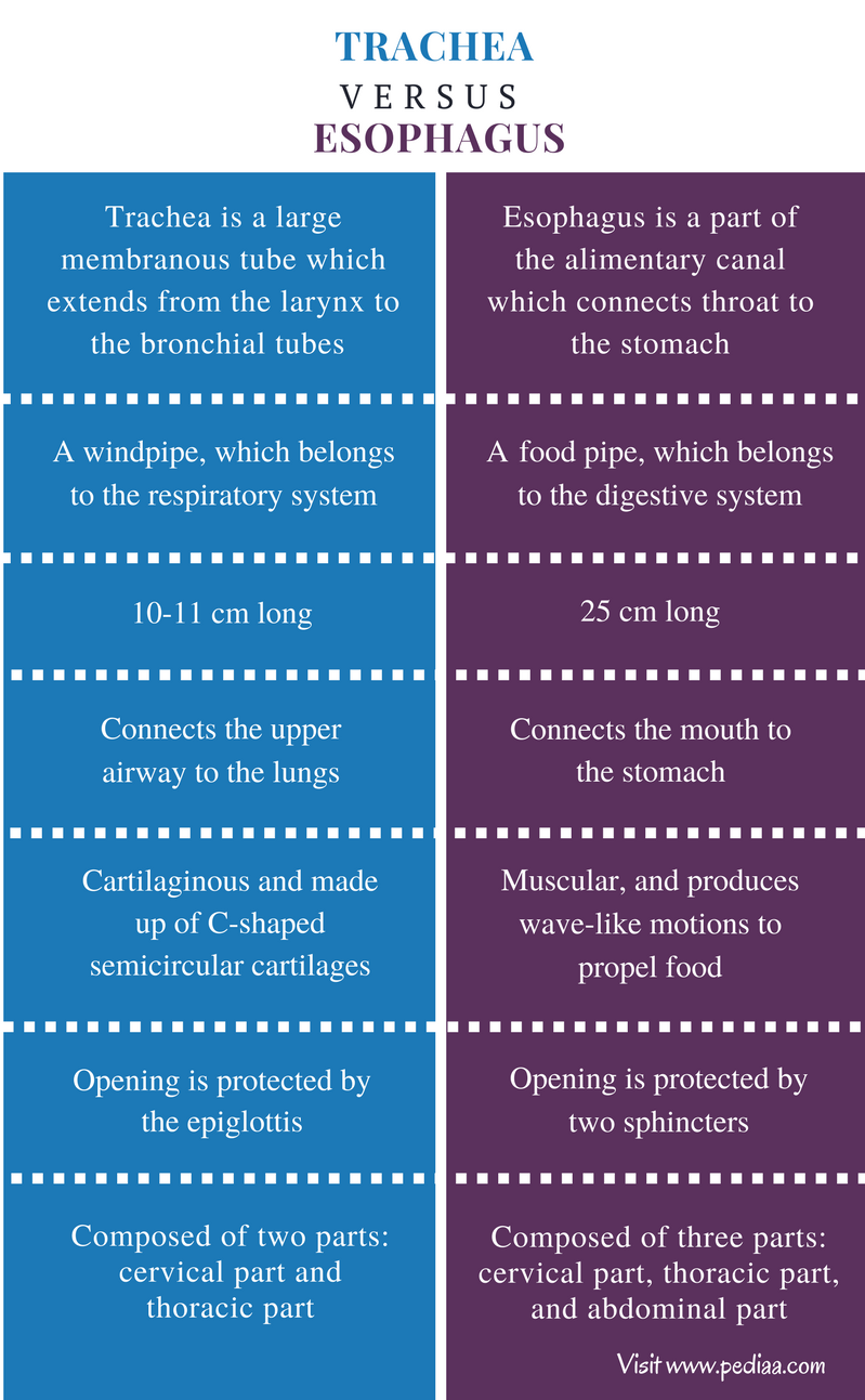 Difference Between Trachea and Esophagus | Definition, Characteristics