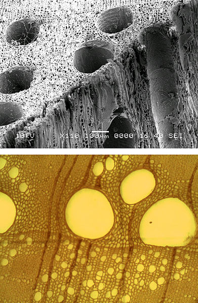 Difference Between Tracheids and Vessels