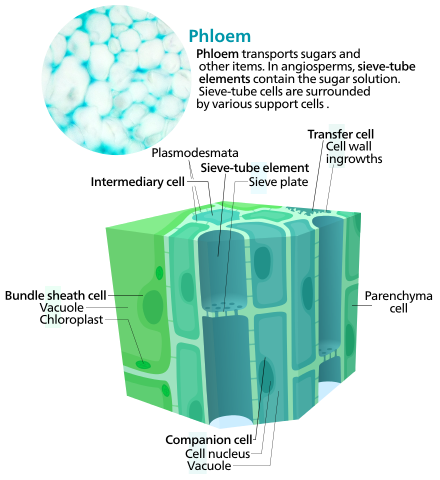 Main Difference - Transpiration vs Translocation
