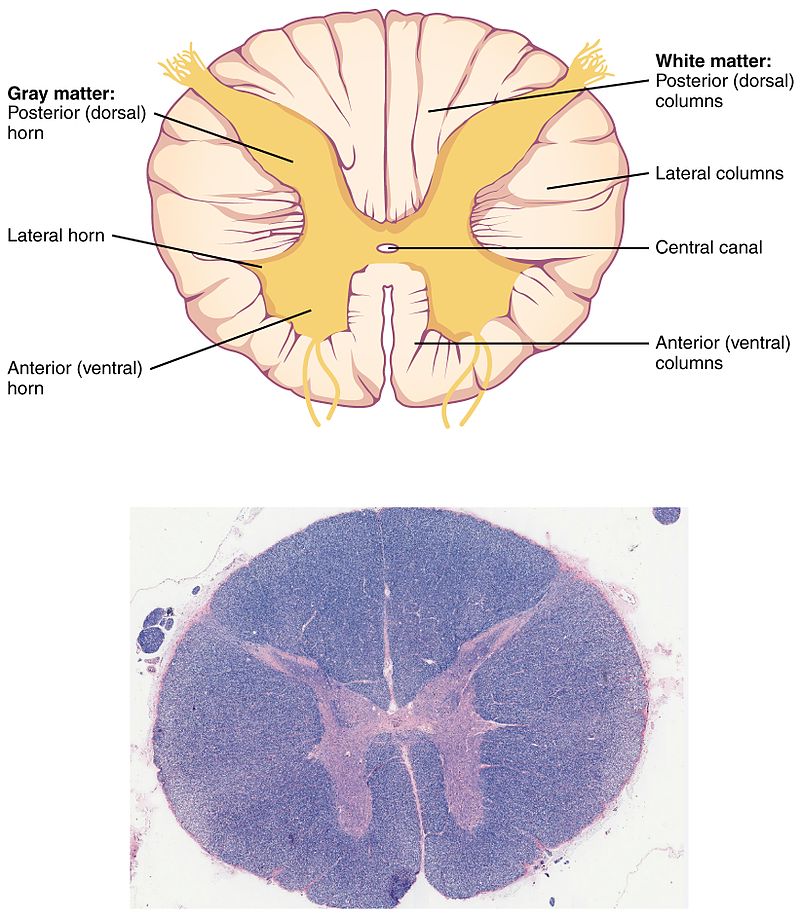 white matter