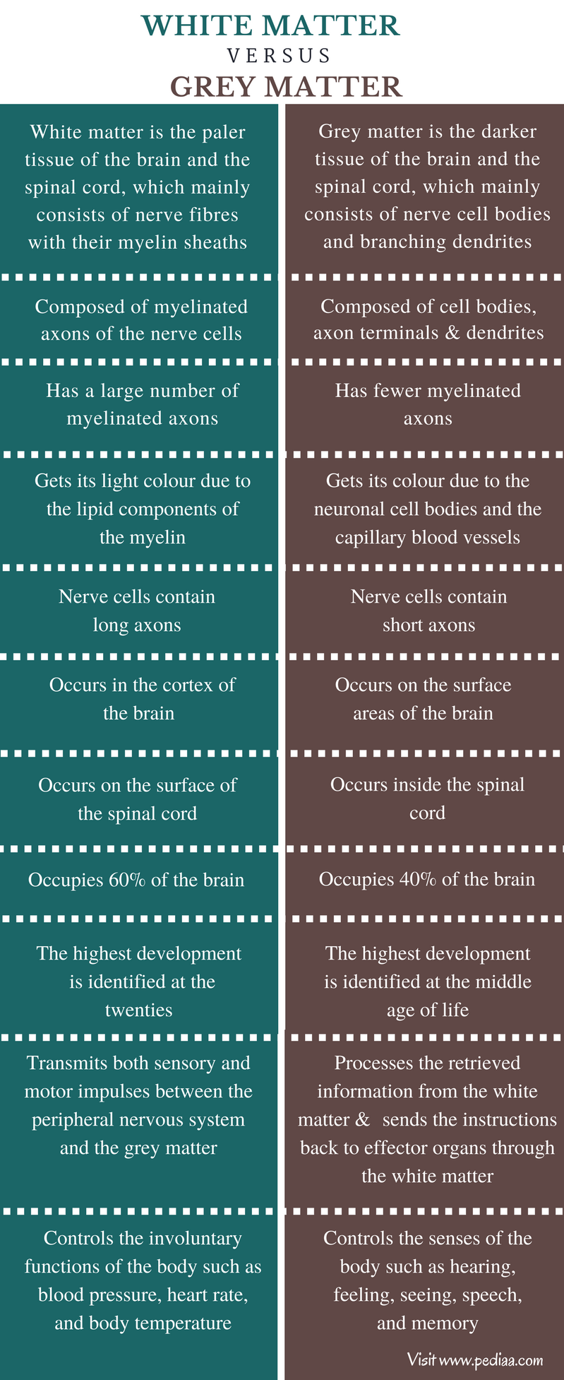 difference-between-white-matter-and-grey-matter-pediaa-com