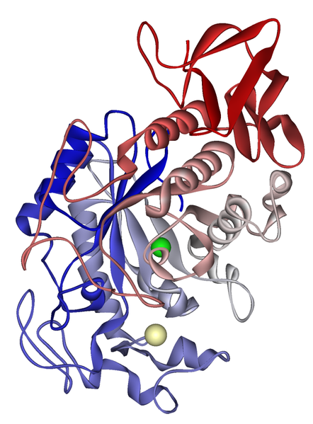 Difference Between Amylase and Amylose