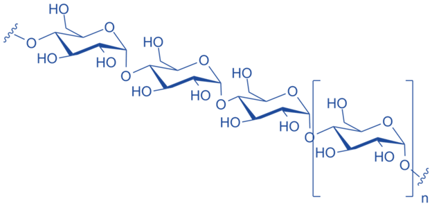 Main Difference - Amylase vs Amylose