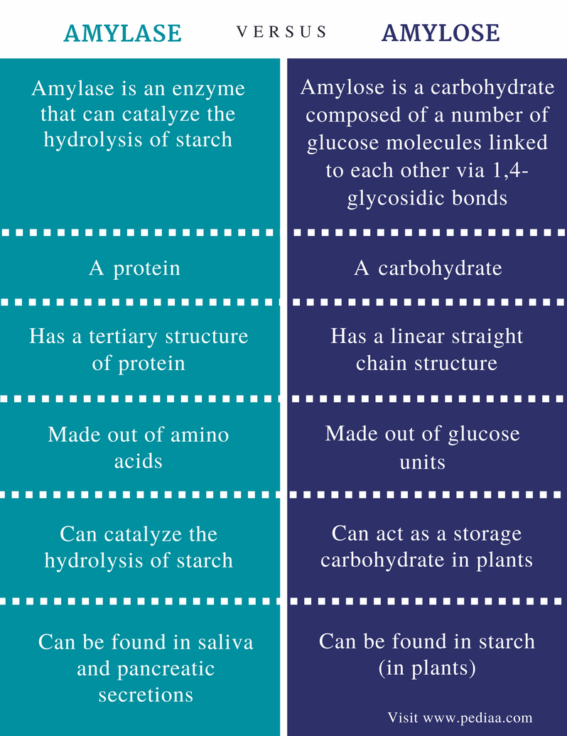 Difference Between Amylase And Amylose Definition Structure Role In 