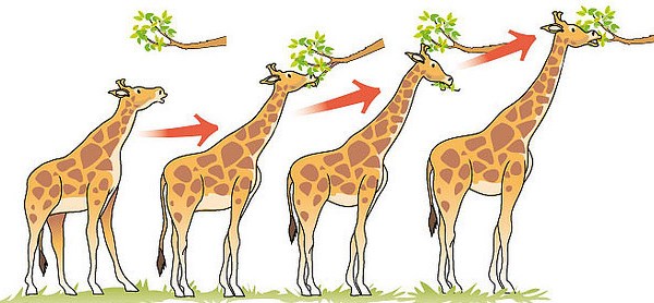 Difference Between Anagenesis and Cladogenesis