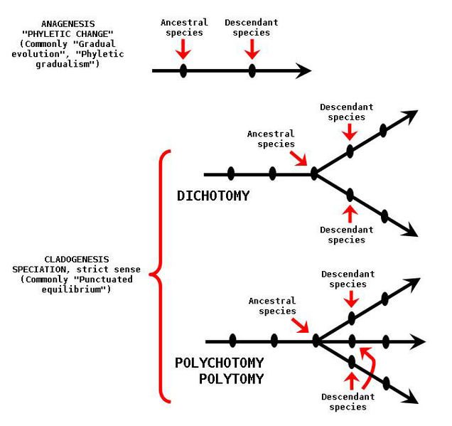 Main Difference - Anagenesis vs Cladogenesis